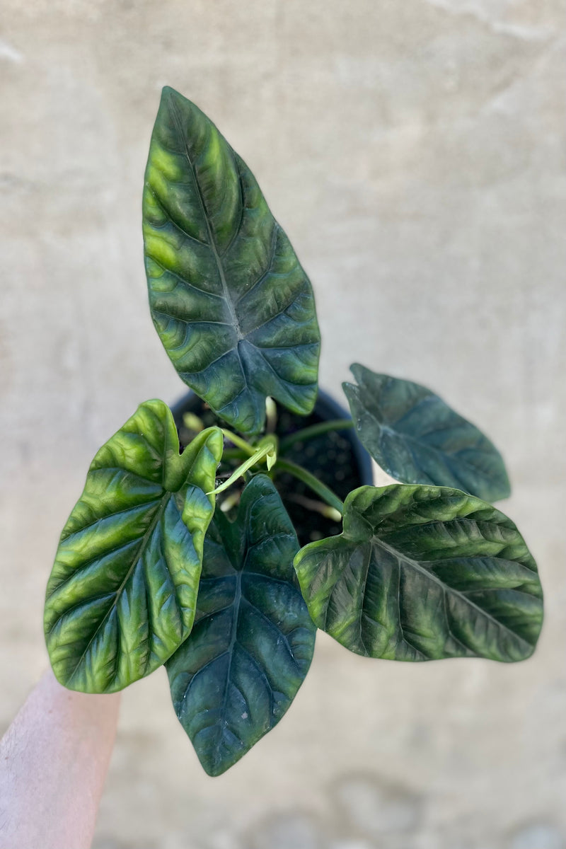A detailed looked of Alocasia baginda 'Dragon Scale' 6" iridescent dark and light green leaves against a grey wall