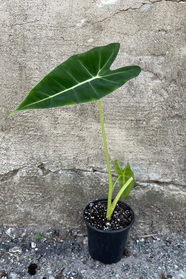 Alocasia 'Frydek' 4" against a grey wall