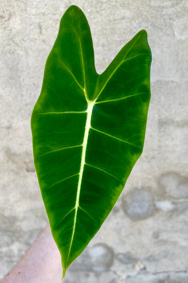 Alocasia 'Frydek' 4" against a grey wall