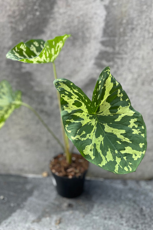 Alocasia 'Hilo Beauty' in grow pot in front of grey background