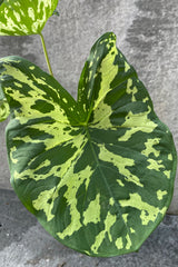 Close up of large Alocasia 'Hilo Beauty' leaf