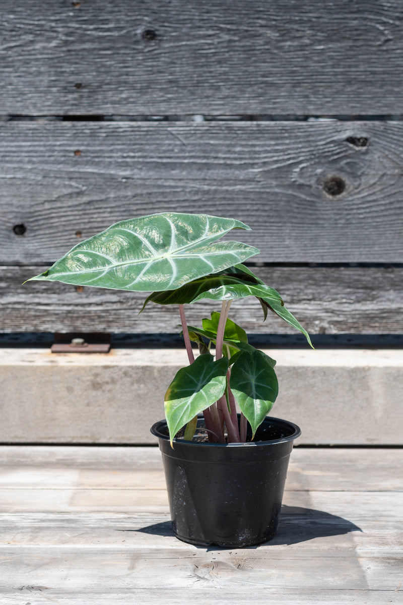 Alocasia 'Ivory Coast' in grow pot in front of grey wood background
