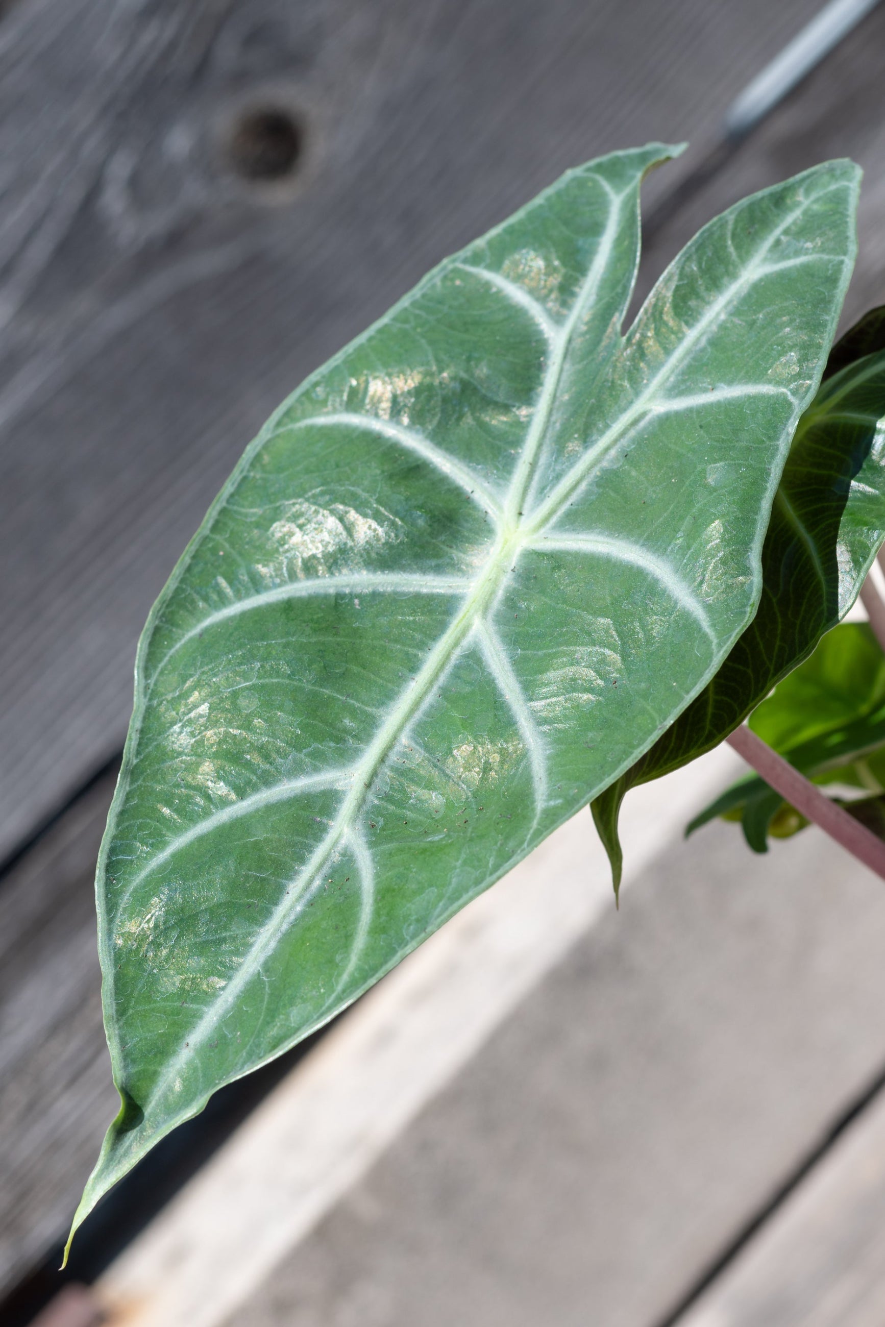 Close up of Alocasia 'Ivory Coast' leaf ©Sprout Home