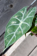 Close up of Alocasia 'Ivory Coast' leaf