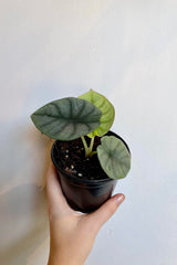 A hand holds the Alocasia guttata var. imperialis 4" against a white wall