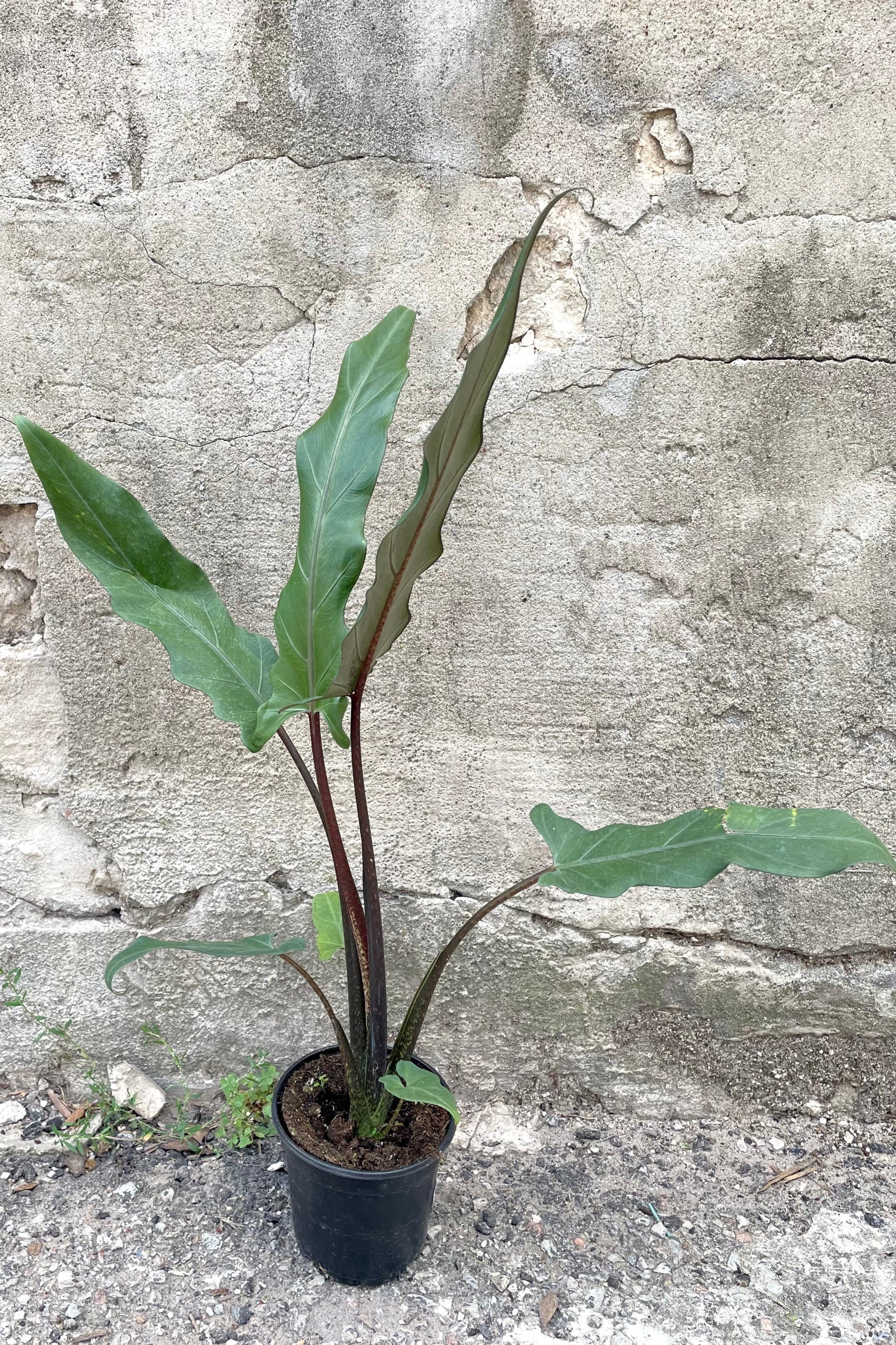 A full-body view of the 4" Alocasia lauterbachiana against a concrete backdrop ©Sprout Home