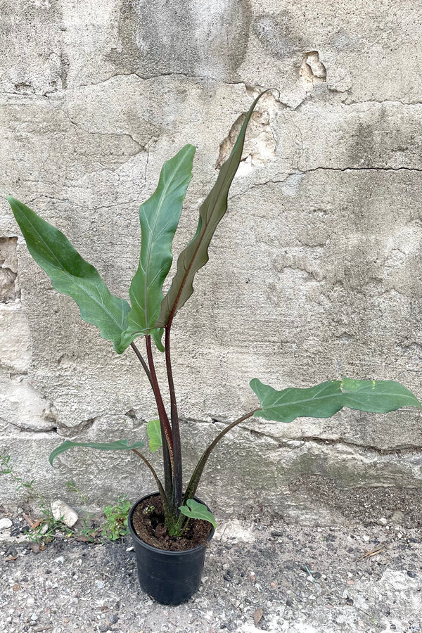 A full-body view of the 4" Alocasia lauterbachiana against a concrete backdrop