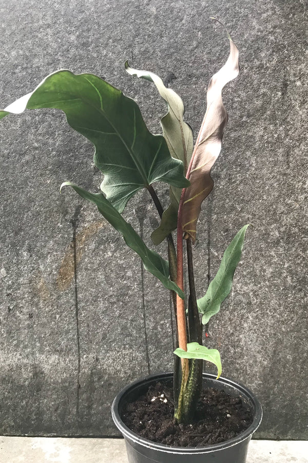 Alocasia lauterbachiana 6"