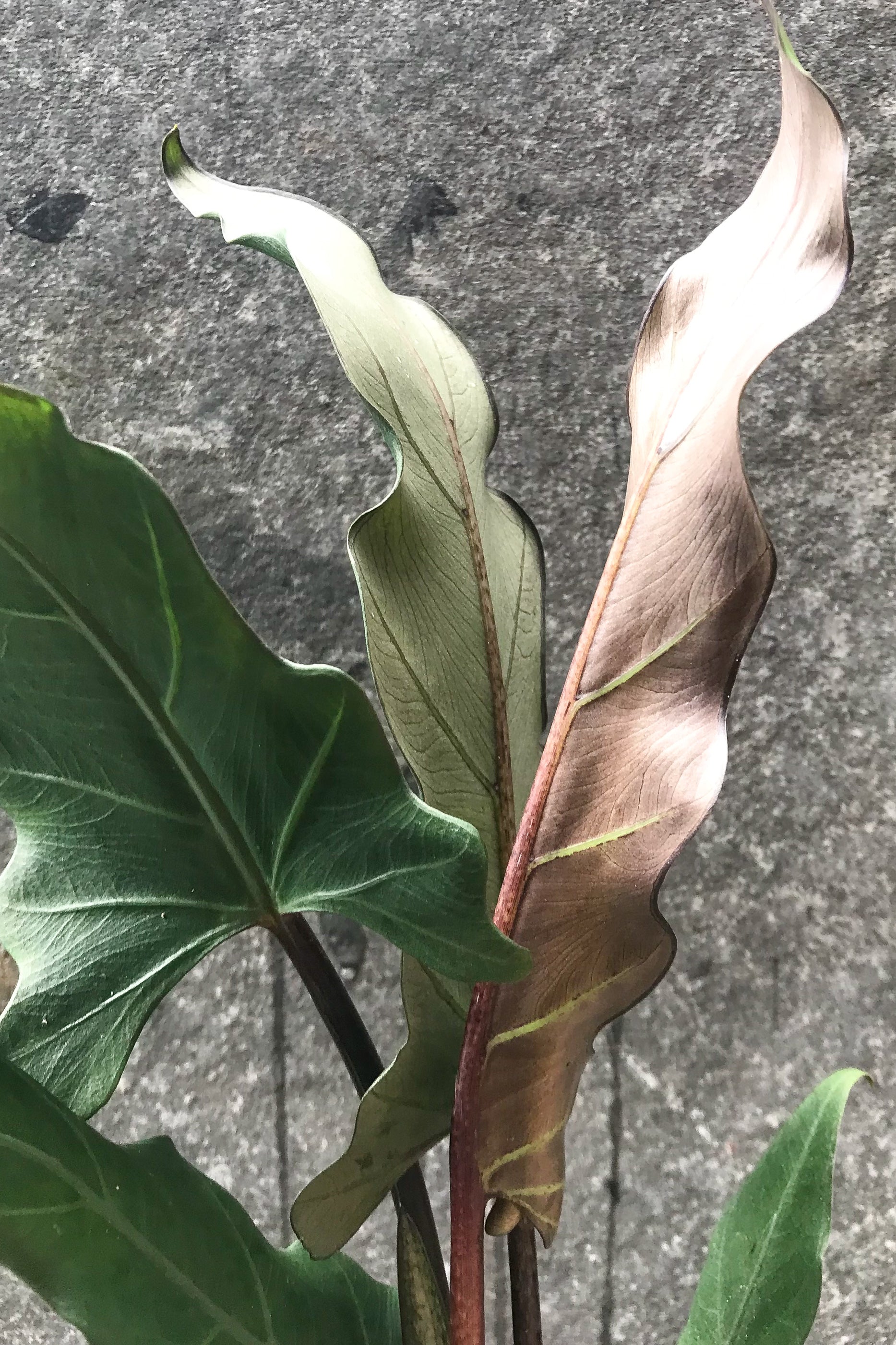 Alocasia lauterbachiana 6"