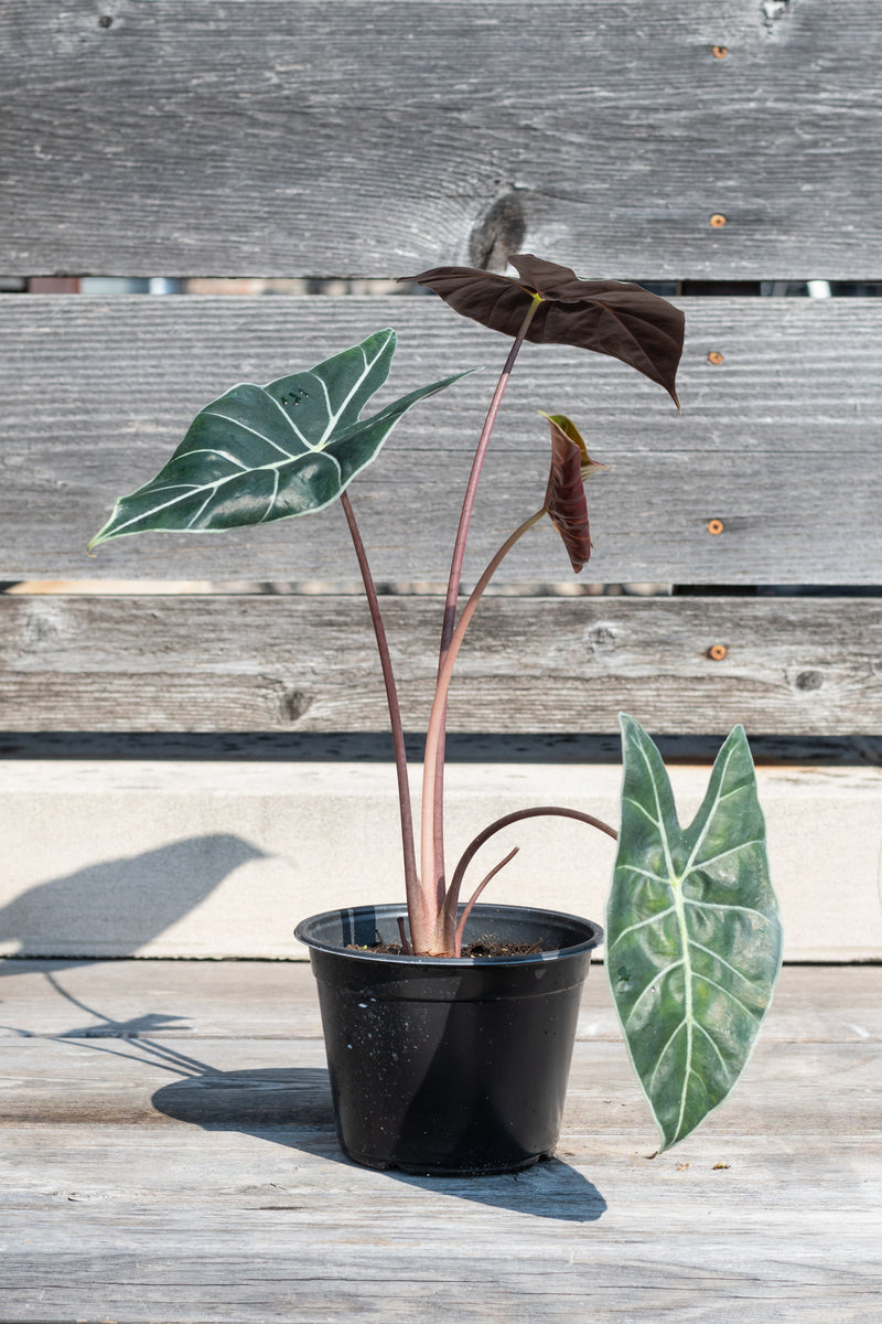 Alocasia longiloba in grow pot in front of grey wood background