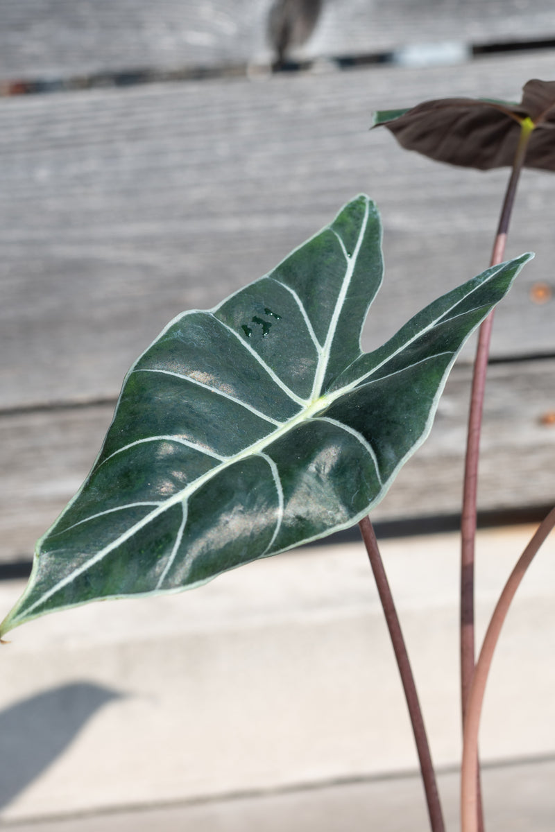 Close up of deep green Alocasia longiloba leaf