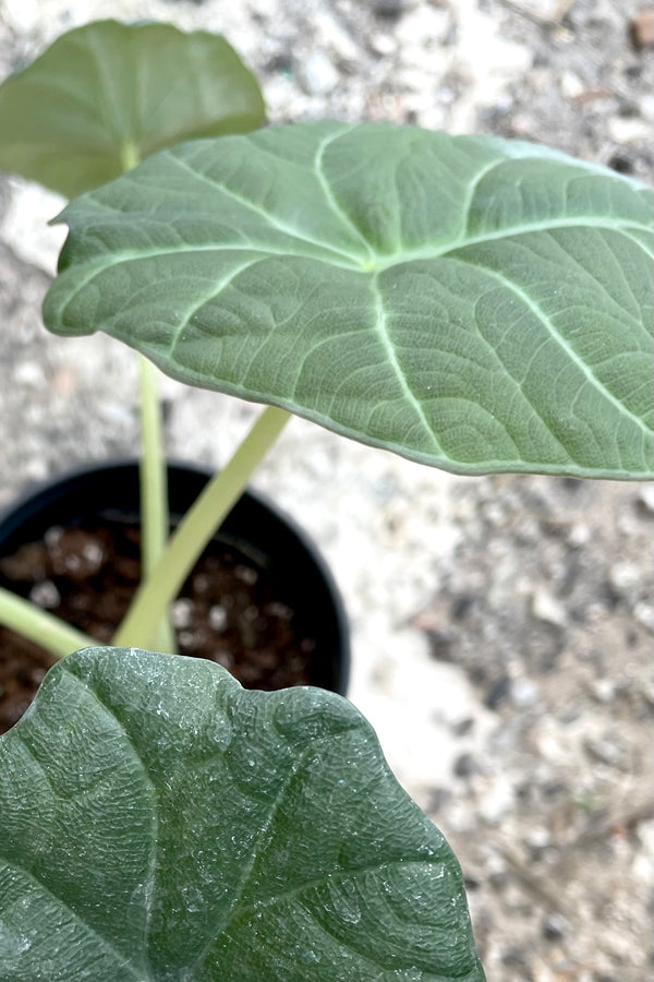 A close-up view of the leaves of the 4" Alocasia 'Maharani' against a concrete backdrop