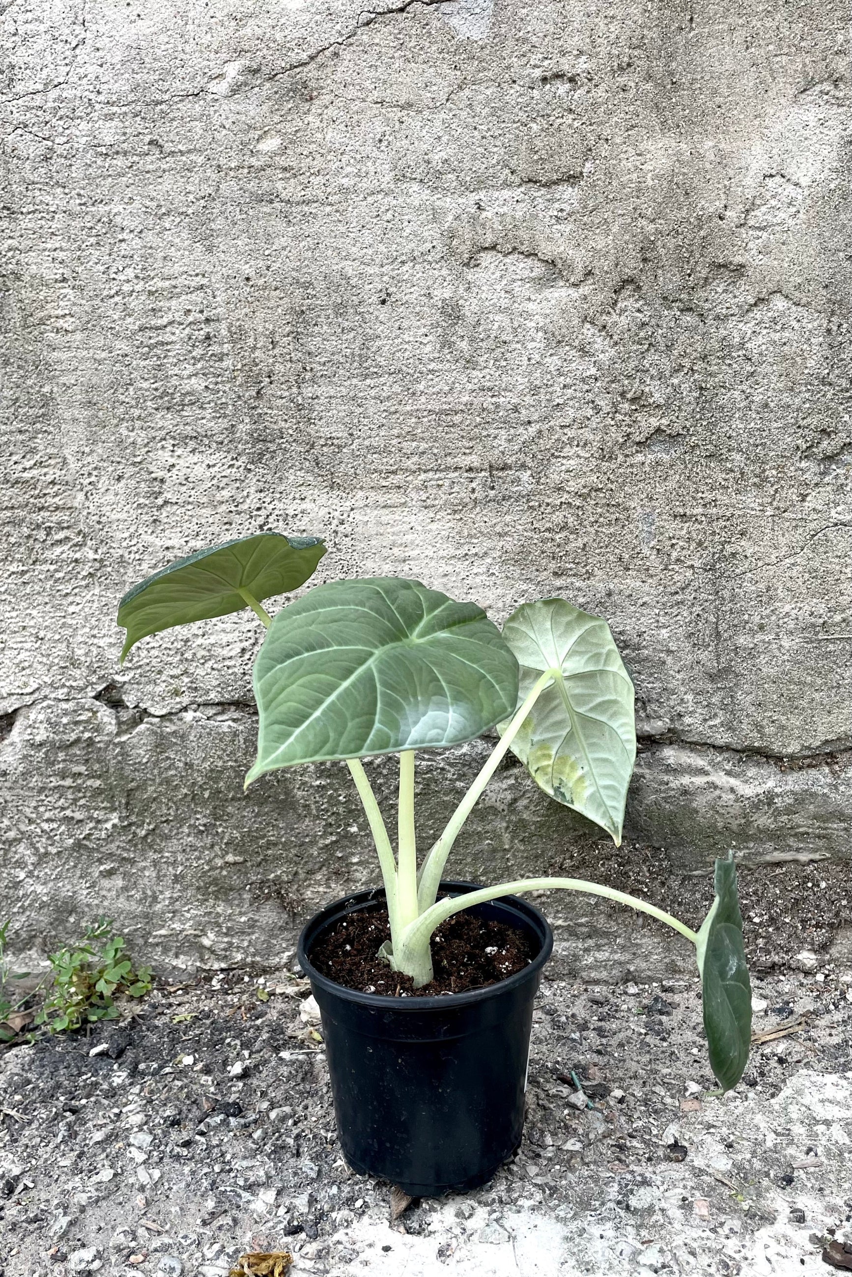 A full view of the 4" Alocasia 'Maharani' against a concrete backdrop ©Sprout Home