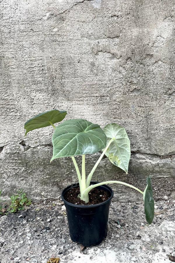 A full view of the 4" Alocasia 'Maharani' against a concrete backdrop