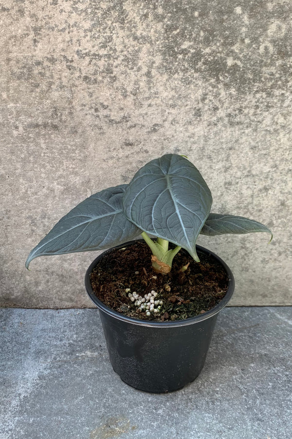 far shot of dark leaved alocasia plant 4" pot