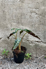  Alocasia 'Polly' 4" black growers pot against a grey wall