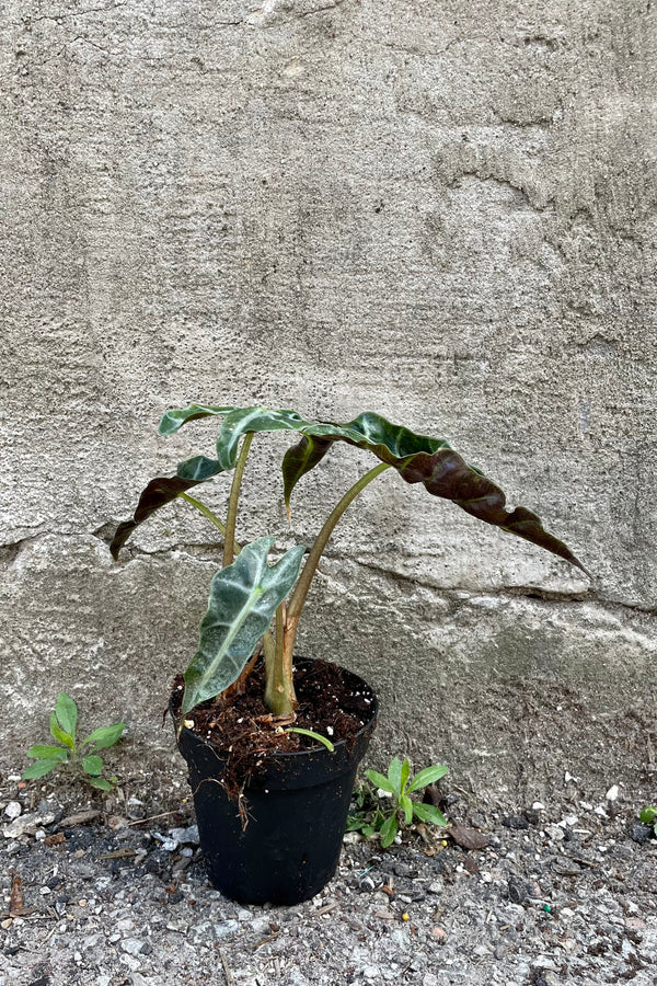  Alocasia 'Polly' 4" black growers pot against a grey wall