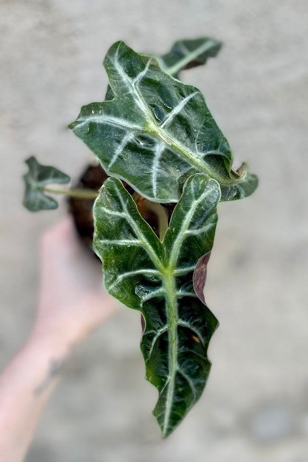 Alocasia 'Polly' in a 4" growers pot against a grey wall.