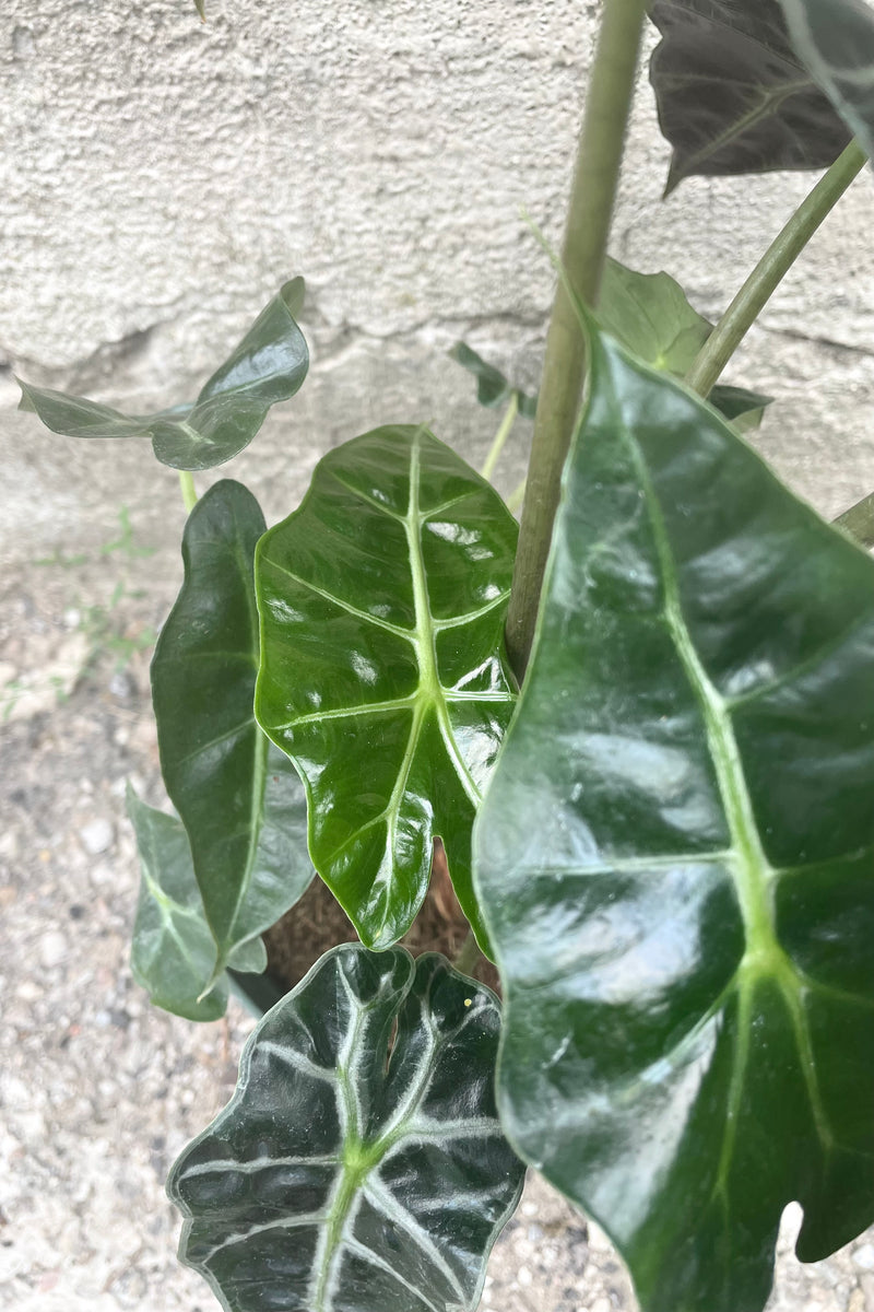 A detailed shot of the leaves of a 6" Alocasia plant against a concrete backdrop