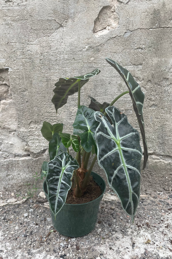 A 6" Alocasia plant modeled against a concrete wall 