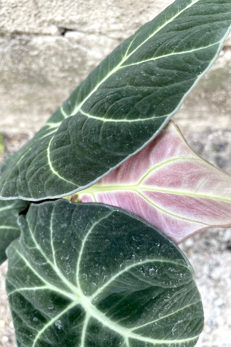 A close-up view of the green and pink leaves of the 4" Alocasia regulina 'Black Velvet' against a concrete backdrop