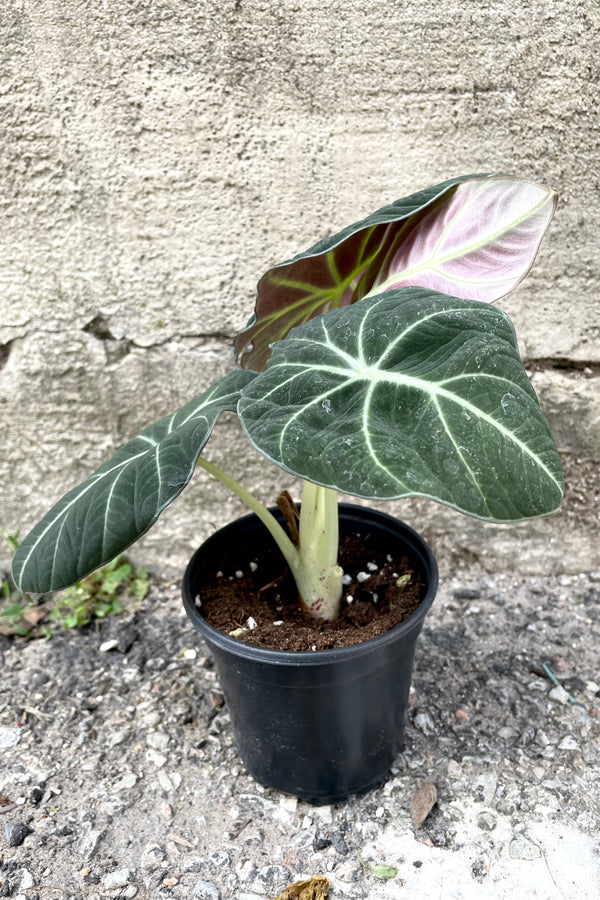 A full view of the 4" Alocasia regulina 'Black Velvet' against a concrete backdrop