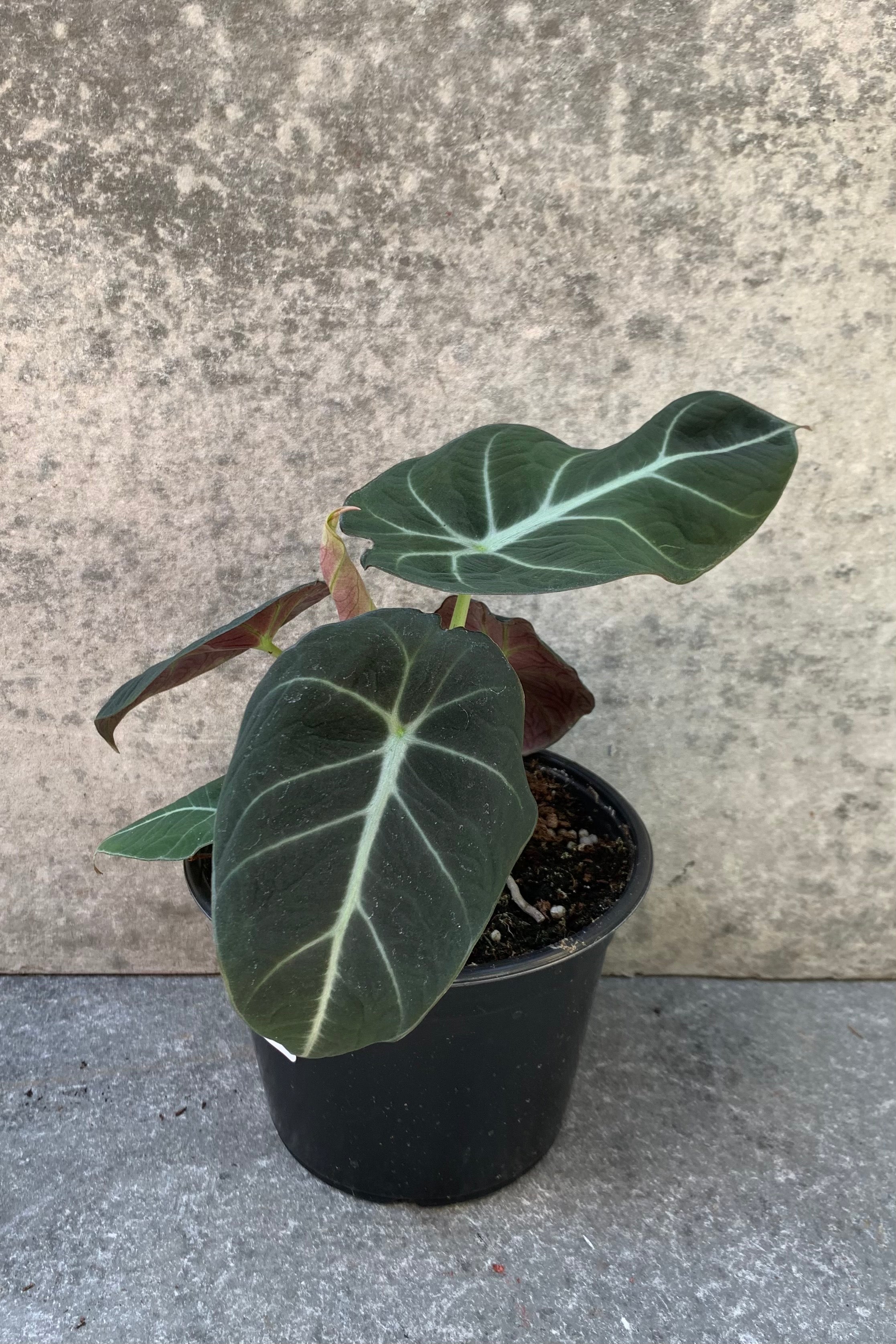 Alocasia reginula 'Black Velvet' plant in a 6 inch growers pot. 