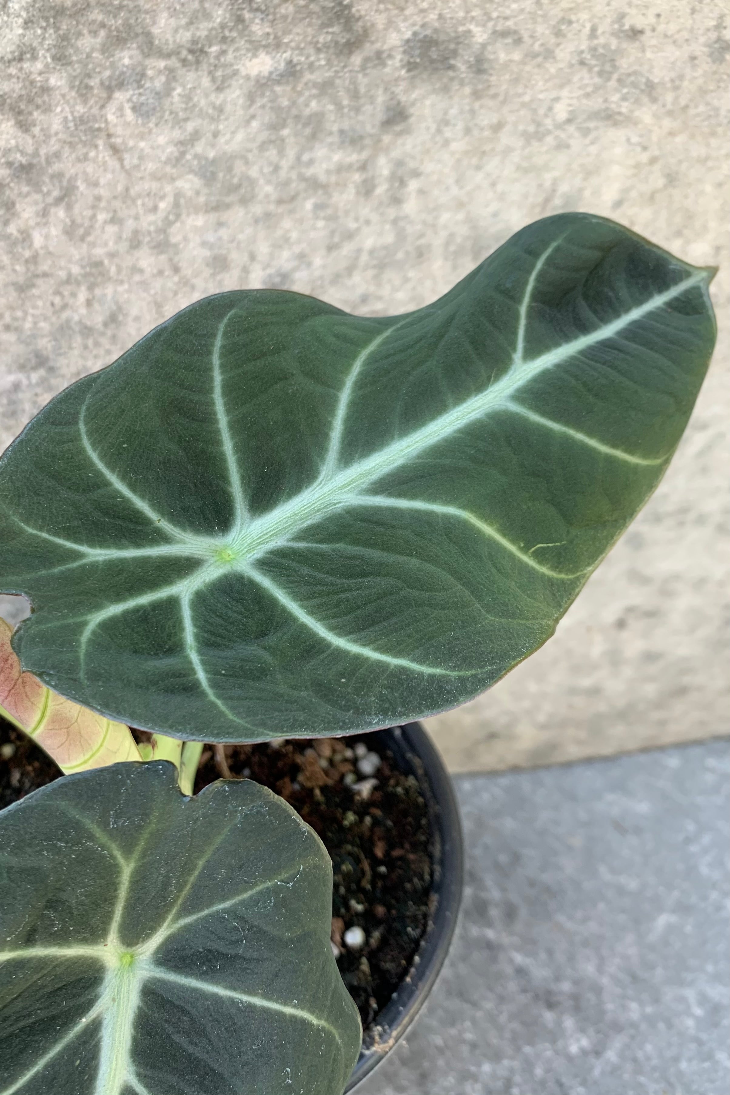 Close up detail of the leaves of a Alocasia reginula 'Black Velvet'.