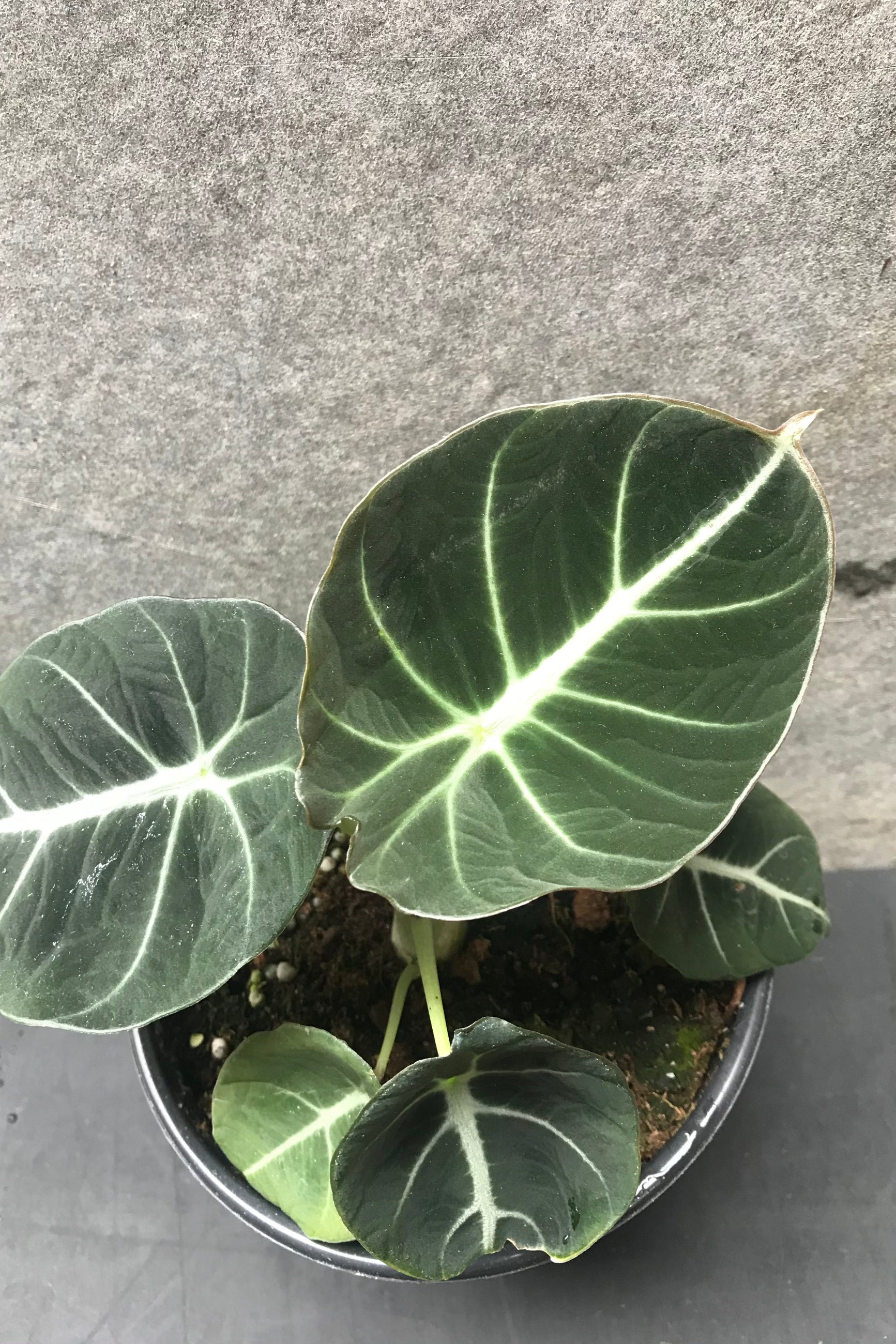 Alocasia reginula 'Black Velvet' plant pictured up close with its striking dark leaves and white viens. ©Sprout Home