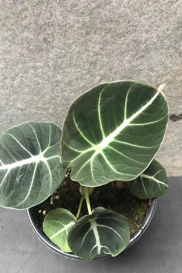 Alocasia reginula 'Black Velvet' plant pictured up close with its striking dark leaves and white viens.