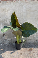 Alocasia 'Regal Shield' in a 10" growers pot against a grey wall. 
