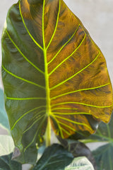 Alocasia 'Regal Shield' plant detail shot of the large leaf.