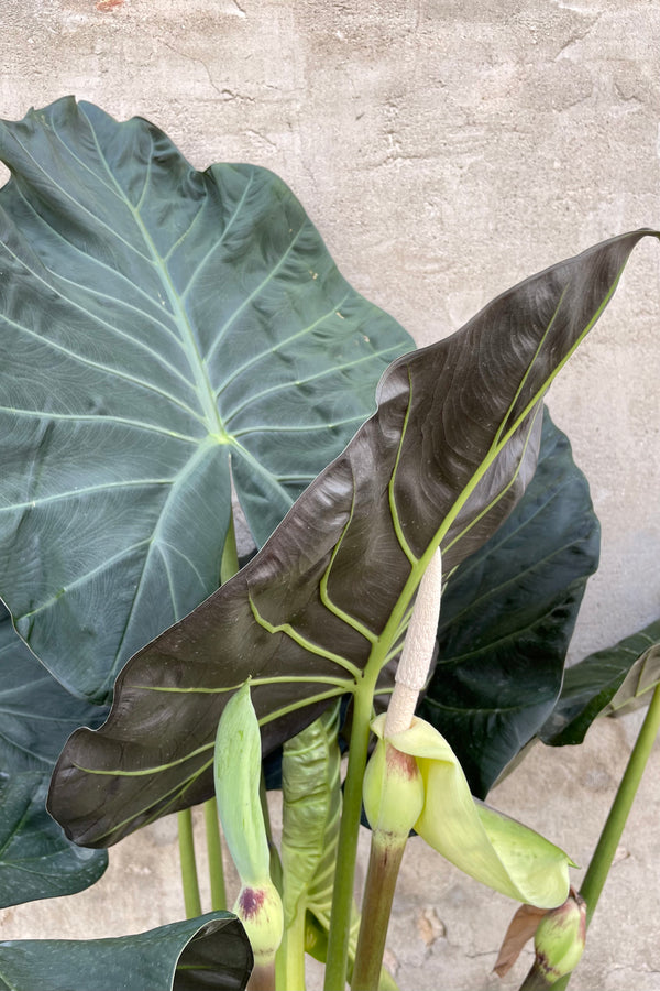 Alocasia 'Regal Shield' 14" detail of variegated green heart shaped leaves with blooms