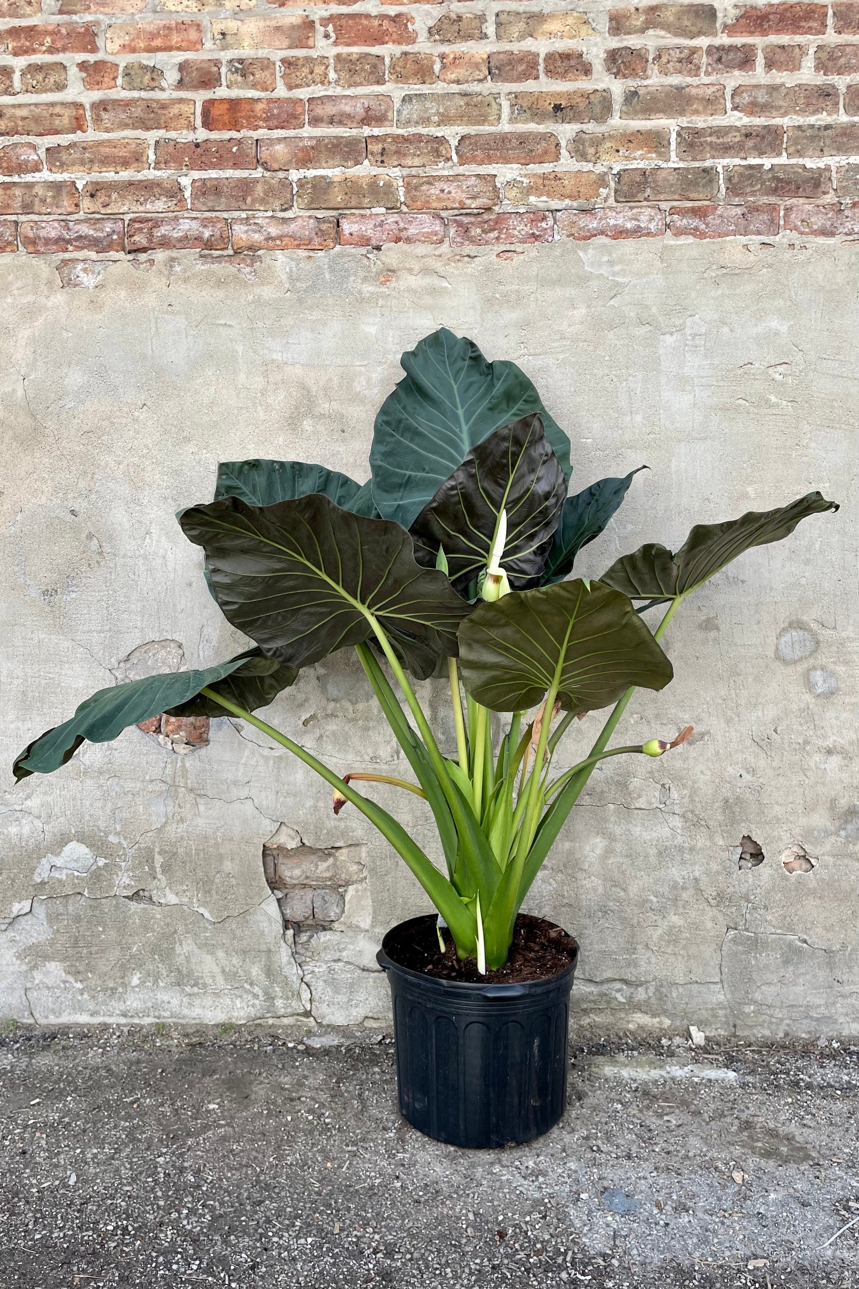 Alocasia 'Regal Shield' 14" black growers pot with variegated green heart shaped leaves with blooms ©Sprout Home