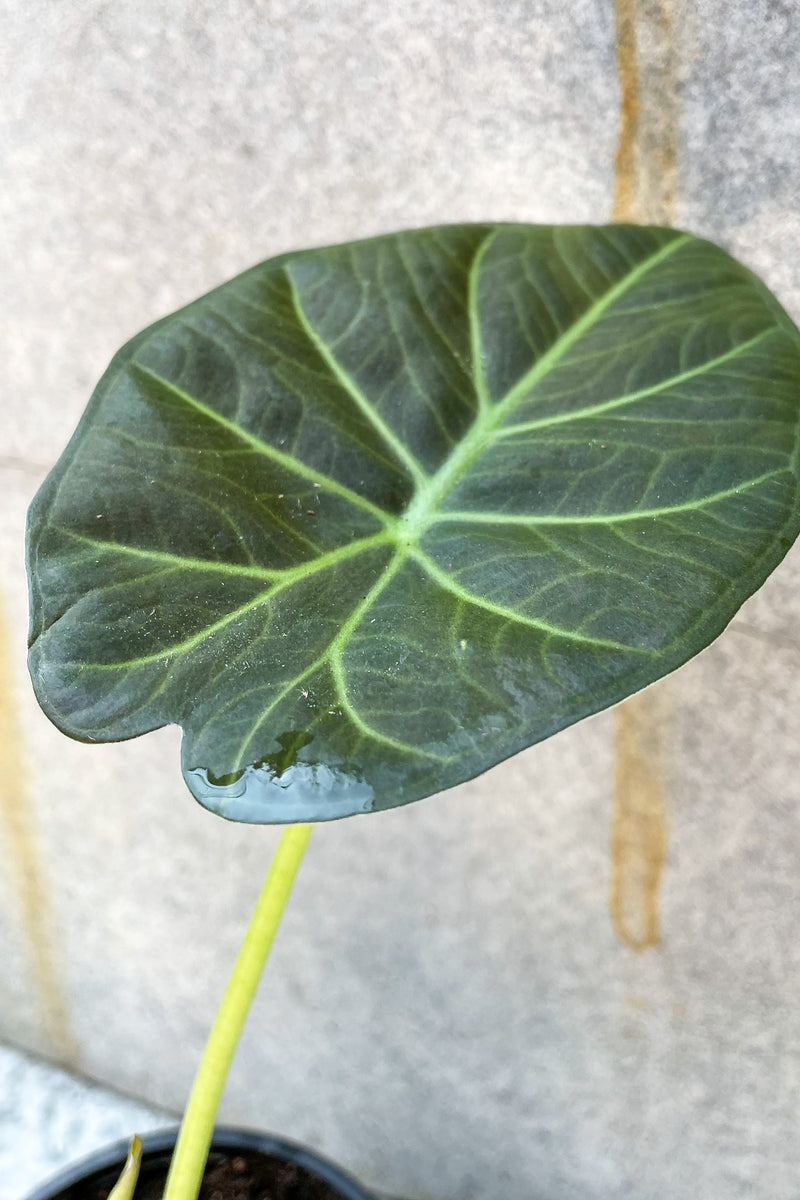 Close up of Alocasia 'Regal Shield' leaf