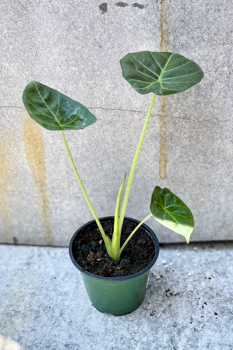 Alocasia 'Regal Shield' 4" in front of grey background