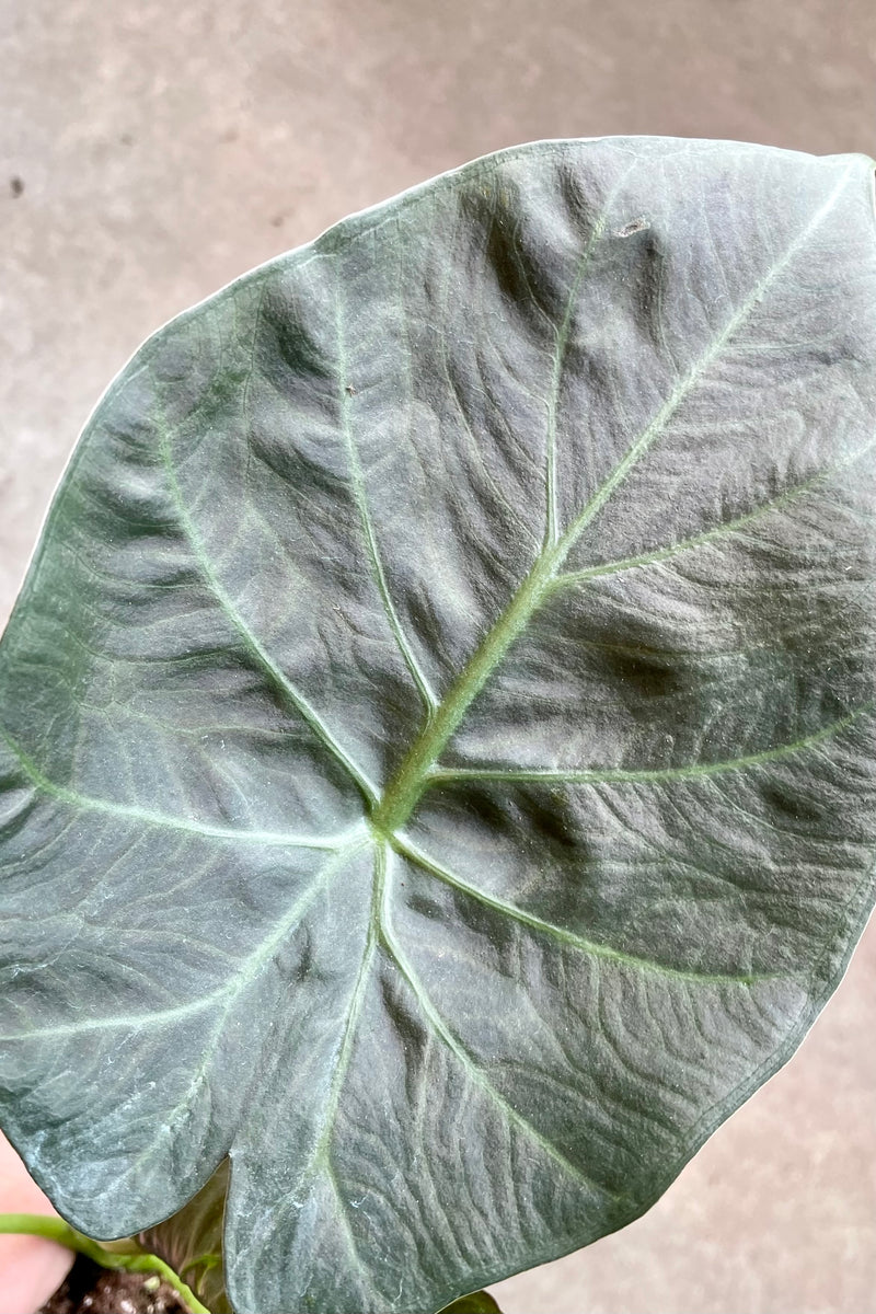 A detailed picture of the leaf of the Alocasia 'Regal Shield' with a grey background. 