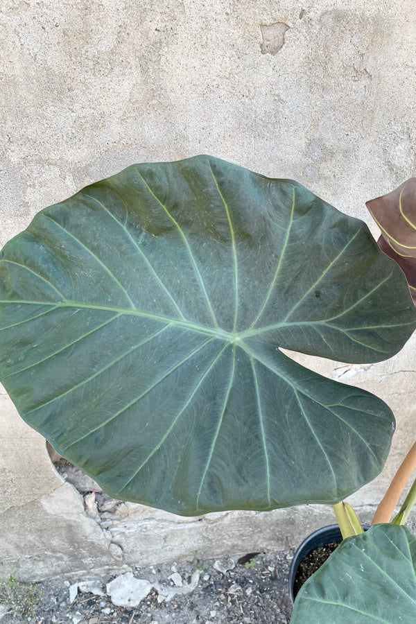 The huge heart shape leaf of the Alocasia 'Regal Shield' against a concrete wall. 