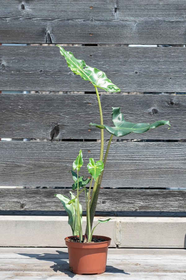 Alocasia 'Sarian' in front of grey wood background