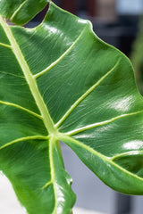 Close up of Alocasia 'Sarian' leaf