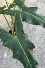 Close up of Alocasia 'Sarian' leaves