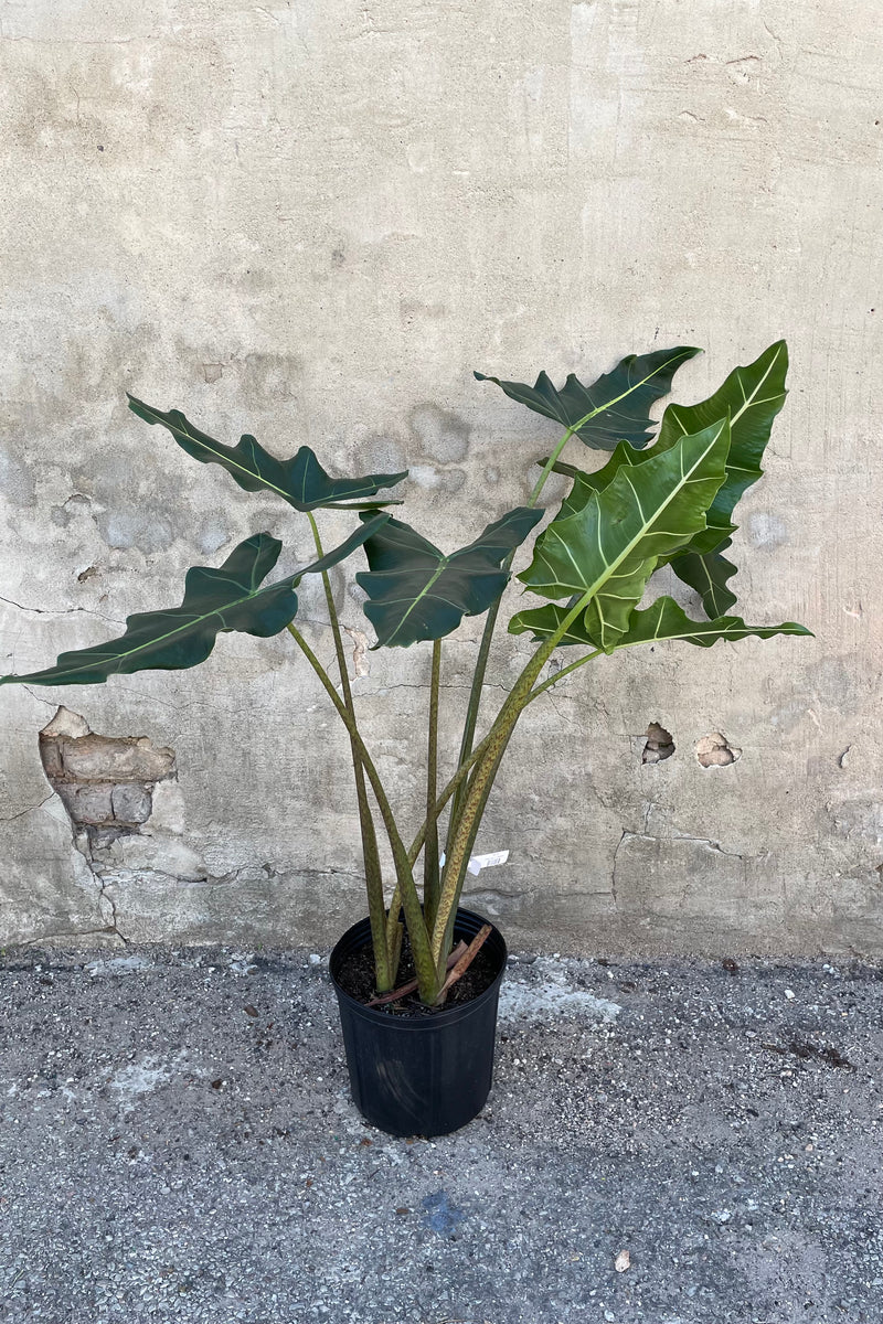 Large Alocasia 'Sarian' in grow pot in front of concrete wall