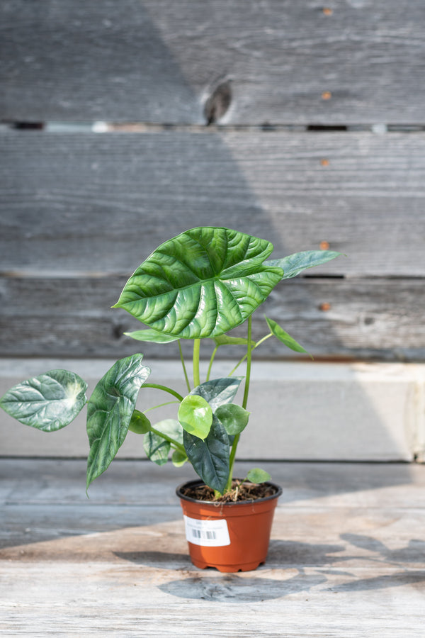 Alocasia sinuata 4"