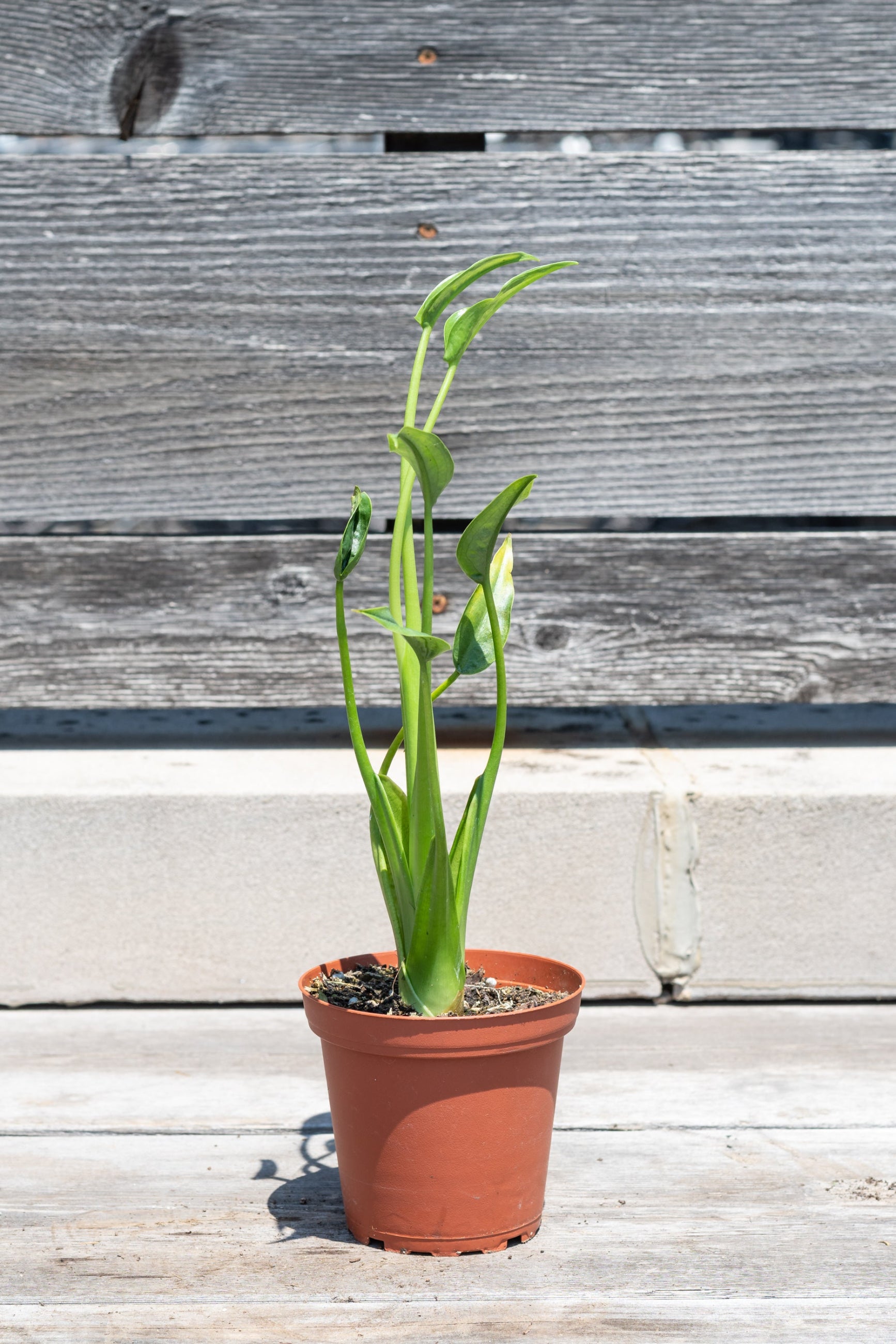 Alocasia hybrid 'Tiny Dancer' in front of grey wood background ©Sprout Home