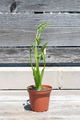 Alocasia hybrid 'Tiny Dancer' in front of grey wood background