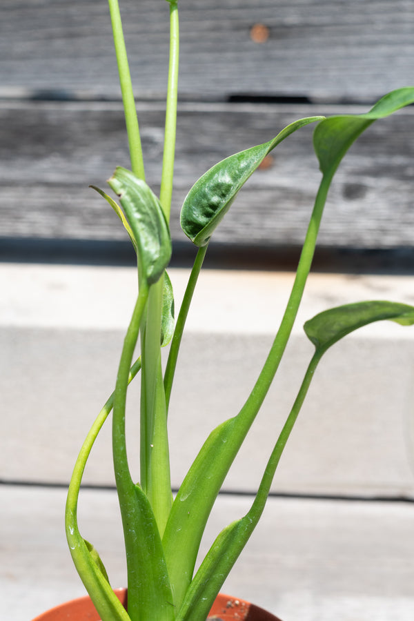 Close up of Alocasia hybrid 'Tiny Dancer' leaves in front of grey wood background