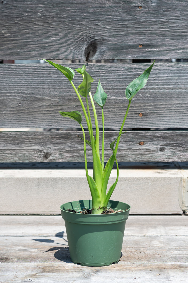 Alocasia hybrid 'Tiny Dancer' in front of grey wood background