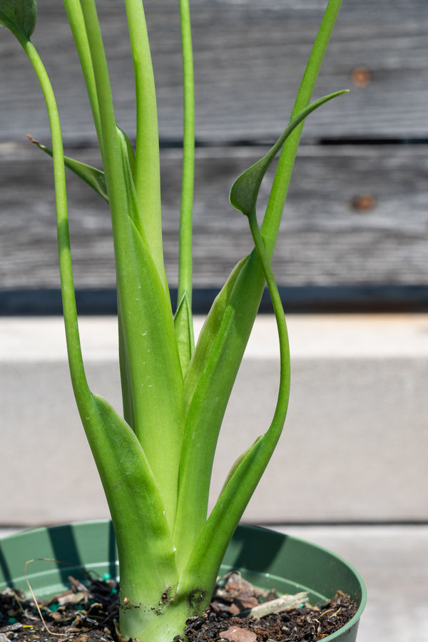 Close up of Alocasia hybrid 'Tiny Dancer' leaves in front of grey wood background