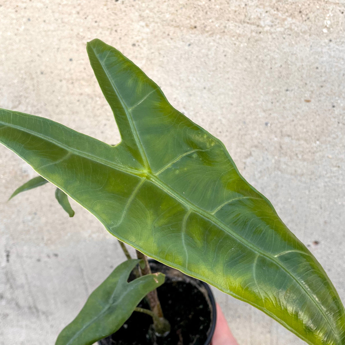 Alocasia zebrina 'Reticulata' 4