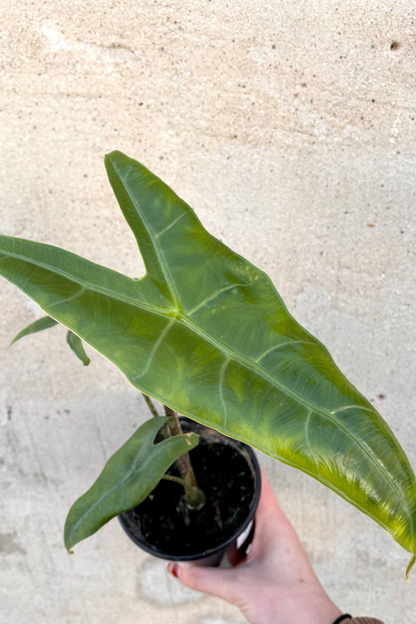 An overhead view of a hand holding the Alocasia zebrina 'Reticulata' 4" against a concrete backdrop